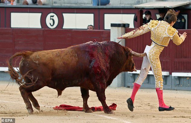 ฝันว่าโดนวัวไล่ขวิด