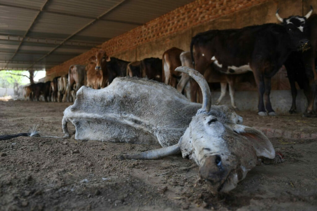 ฝันเห็นวัวตาย