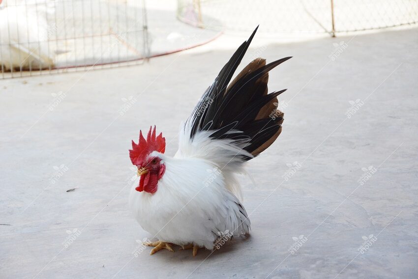 ฝันเห็นไก่แจ้