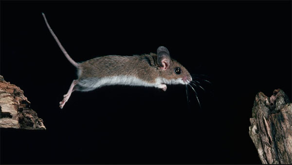 ฝันว่าไล่จับหนู